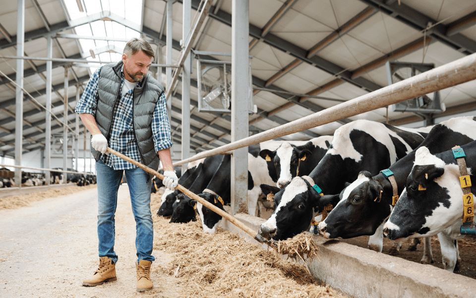 Afbeelding van verhaal Ook na auto-ongeluk draait melkveehouderij De Heiweiden ‘gewoon’ door