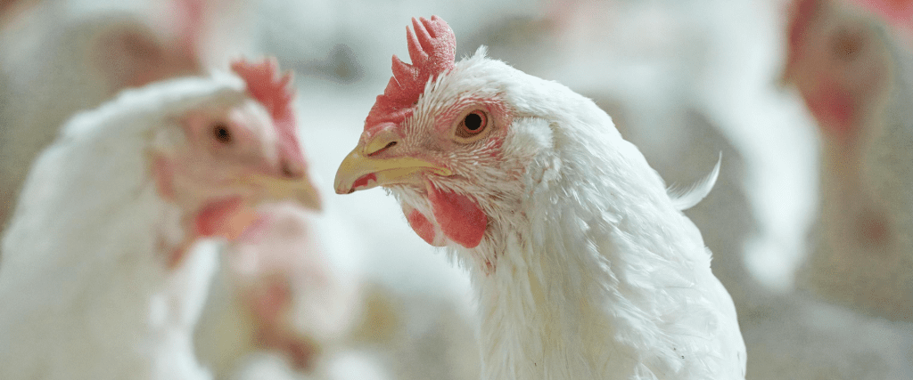 Afbeelding van verhaal De vogelgriep: wat te doen?