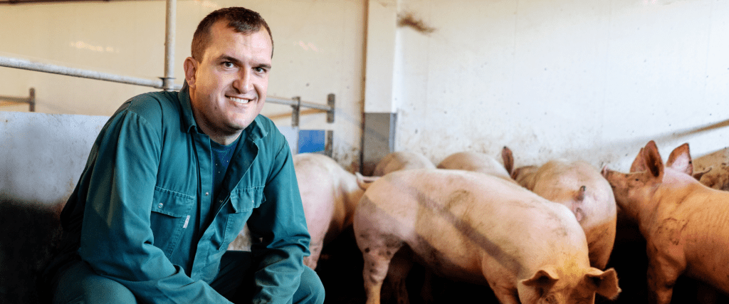 Afbeelding van verhaal Koeienliefhebber Daan Jacobs al 12,5 jaar tevreden tussen de varkens