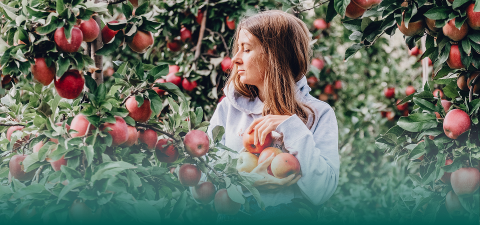 Afbeelding van verhaal Elk jaar ontvangt AB Werkt 700 fruitplukkers uit Polen ­– zo bereiden we ons voor